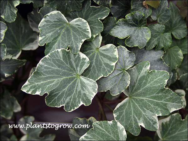 English Ivy "Nena"